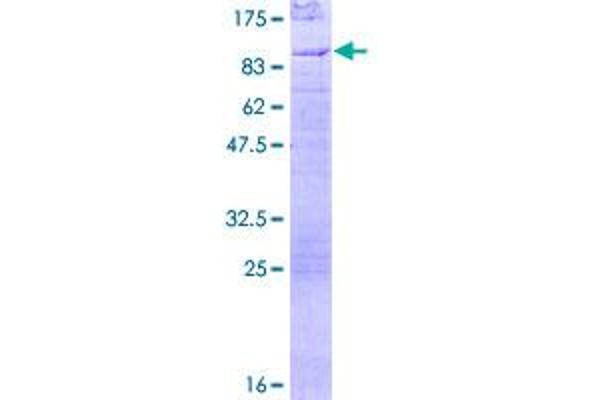 EYA2 Protein (AA 1-538) (GST tag)