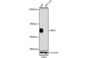 Western blot analysis of extracts from wild type (WT) and IRF3 knockout (KO) HeLa cells, using IRF3 antibody (ABIN7267953) at 1:1000 dilution. (IRF3 Antikörper)