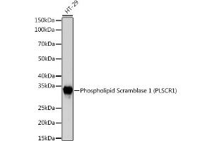 Western blot analysis of extracts of HT-29 cells, using Phospholipid Phospholipid Scramblase 1 (PLSCR1) (PLSCR1) Rabbit mAb (ABIN7269354) at 1:1000 dilution.