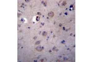 Immunohistochemistry analysis in formalin fixed and paraffin embedded human brain tissue reacted with Heparanase-2 / HPA2 Antibody (C-term) followed by peroxidase conjugation of the secondary antibody and DAB staining.