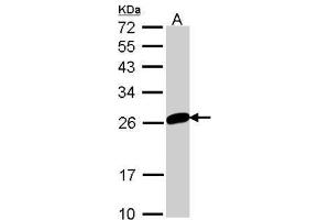 WB Image Sample (30 ug of whole cell lysate) A: 293T 12% SDS PAGE antibody diluted at 1:1000