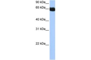 Western Blotting (WB) image for anti-NOP2/Sun Domain Family, Member 6 (NSUN6) antibody (ABIN2462357) (NSUN6 Antikörper)