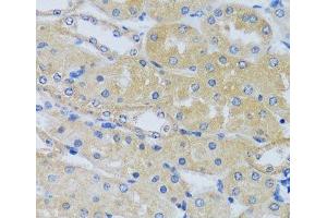 Immunohistochemistry of paraffin-embedded Mouse kidney using CABP7 Polyclonal Antibody at dilution of 1:100 (40x lens). (CABP7 Antikörper)
