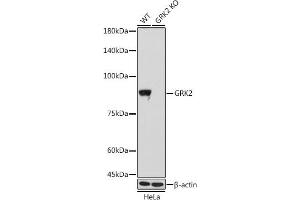 Western blot analysis of extracts from wild type (WT) and GRK2 knockout (KO) HeLa cells, using GRK2 antibody (ABIN7265504) at 1:1000 dilution. (GRK2 Antikörper)