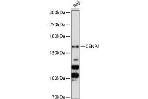 Western blot analysis of extracts of Raji cells, using CENPJ Antibody (ABIN6128980, ABIN6138409, ABIN6138410 and ABIN6224765) at 1:3000 dilution. (CENPJ Antikörper  (AA 1069-1338))