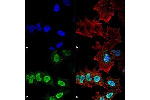 Immunocytochemistry/Immunofluorescence analysis using Mouse Anti-Alpha Synuclein Monoclonal Antibody, Clone 10H7 (ABIN5564084). (SNCA Antikörper  (HRP))