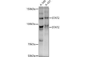 Western blot analysis of extracts of various cell lines, using ST antibody (ABIN1678782, ABIN3017845, ABIN3017846 and ABIN7101526) at 1:1000 dilution. (STAT2 Antikörper)