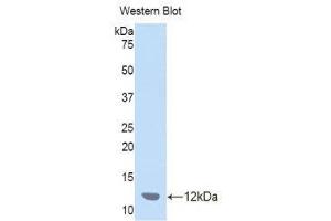 Western Blotting (WB) image for anti-Chemokine (C-C Motif) Ligand 7 (CCL7) (AA 28-97) antibody (ABIN1172262) (CCL7 Antikörper  (AA 28-97))