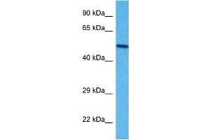 Host:  Rabbit  Target Name:  B3GALT2  Sample Tissue:  Mouse NIH 373 Whole Cell  Antibody Dilution:  1ug/ml (B3GALT2 Antikörper  (C-Term))