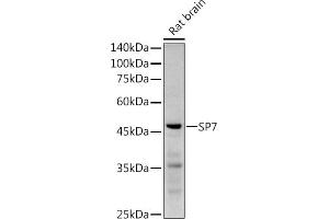 Western blot analysis of extracts of Rat brain, using SP7 antibody (ABIN7270510) at 1:1000 dilution. (SP7 Antikörper)