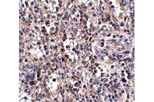 Immunohistochemistry of SCARB1 in human spleen tissue with SCARB1 polyclonal antibody  at 2. (SCARB1 Antikörper  (N-Term))