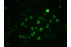 Immunofluorescence staining of Hela cells with ABIN7127717 at 1:100,counter-stained with DAPI. (Rekombinanter c-MYC Antikörper  (pSer62))