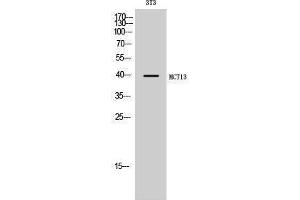 Western Blotting (WB) image for anti-Solute Carrier Family 16, Member 13 (Monocarboxylic Acid Transporter 13) (SLC16A13) (C-Term) antibody (ABIN3185494) (SLC16A13 Antikörper  (C-Term))