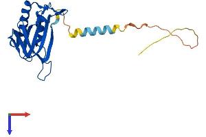 DTD1 Protein (AA 1-209) (His tag)