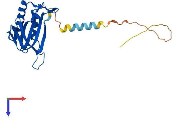 DTD1 Protein (AA 1-209) (His tag)