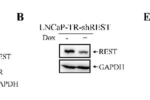 Western Blotting (WB) image for anti-Glyceraldehyde-3-Phosphate Dehydrogenase (GAPDH) antibody (ABIN2857072)