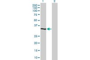Western Blot analysis of DUSP12 expression in transfected 293T cell line by DUSP12 MaxPab polyclonal antibody. (DUSP12 Antikörper  (AA 1-340))