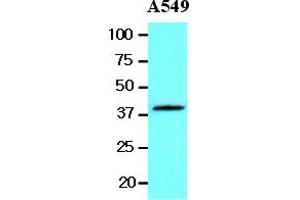 Western Blotting (WB) image for anti-Wingless-Type MMTV Integration Site Family, Member 3A (WNT3A) (AA 19-352) antibody (ABIN377254) (WNT3A Antikörper  (AA 19-352))