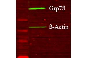 Western blot analysis of Human Glucose deprived glia cell lysates showing detection of GRP78 protein using Rabbit Anti-GRP78 Polyclonal Antibody .