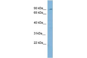 WB Suggested Anti-PREP  Antibody Titration: 0. (PREP Antikörper  (Middle Region))