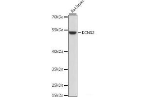 Western blot analysis of extracts of Rat brain using KCNS2 Polyclonal Antibody at dilution of 1:1000. (KCNS2 Antikörper)