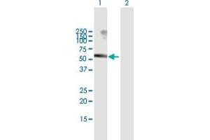 Western Blot analysis of USP3 expression in transfected 293T cell line by USP3 MaxPab polyclonal antibody. (USP3 Antikörper  (AA 1-520))