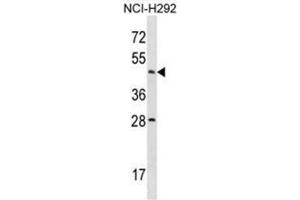 ACTL7B Antibody (N-term) western blot analysis in NCI-H292 cell line lysates (35µg/lane). (Actl7b Antikörper  (N-Term))