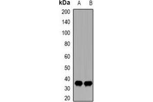 Western blot analysis of CDK20 expression in MCF7 (A), THP1 (B) whole cell lysates.