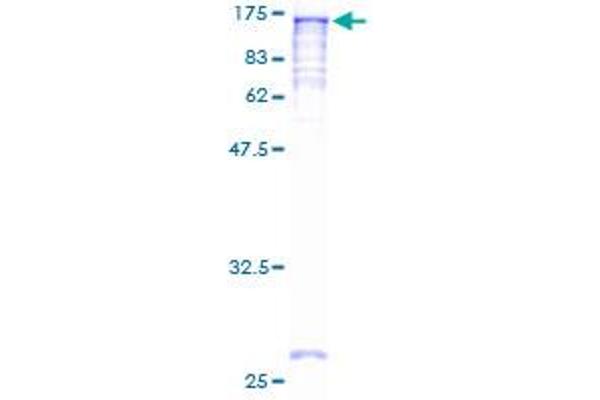 NAT10 Protein (AA 1-1025) (GST tag)