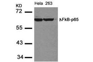 Image no. 2 for anti-Nuclear Factor-kB p65 (NFkBP65) (AA 534-538) antibody (ABIN197116) (NF-kB p65 Antikörper  (AA 534-538))