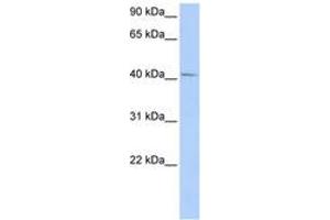 Image no. 1 for anti-General Transcription Factor IIH, Polypeptide 4, 52kDa (GTF2H4) (AA 72-121) antibody (ABIN6742235)