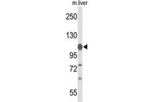 Western Blotting (WB) image for anti-Glycine Dehydrogenase (GLDC) antibody (ABIN3004204) (GLDC Antikörper)