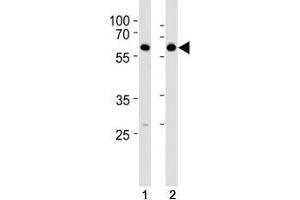 HDAC2 antibody western blot analysis in SH-SY5Y lysate.