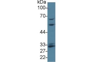 Western Blotting (WB) image for anti-Glutamate-Cysteine Ligase, Modifier Subunit (GCLM) (AA 40-251) antibody (ABIN7433051)