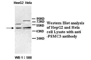 Image no. 1 for anti-Proteasome (Prosome, Macropain) 26S Subunit, ATPase, 3 (PSMC3) antibody (ABIN791159) (PSMC3 Antikörper)