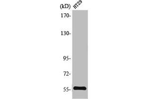 Western Blot analysis of HT29 cells using TrxR2 Polyclonal Antibody (TXNRD2 Antikörper  (C-Term))