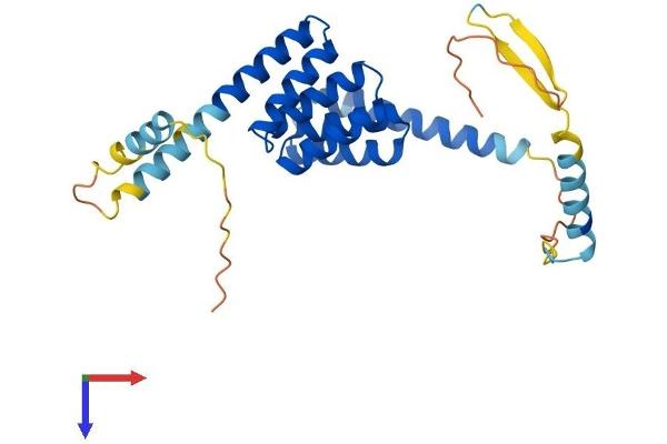 TTC33 Protein (AA 1-262) (His tag)