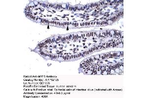 Human Intestine (MYF6 Antikörper  (N-Term))