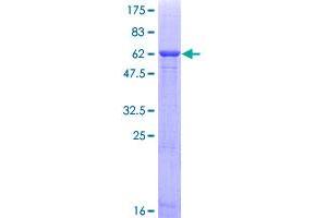 Image no. 1 for G protein beta subunit-like (GBL) (AA 1-326) protein (GST tag) (ABIN1311026) (GBL Protein (AA 1-326) (GST tag))