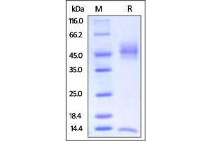 Biotinylated Rat FcRn / FCGRT & B2M on SDS-PAGE under reducing (R) condition. (FcRn Protein (AA 23-298) (His tag,Strep Tag,AVI tag,Biotin))