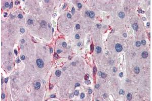 Human Liver: Formalin-Fixed, Paraffin-Embedded (FFPE) (SIAH1 Antikörper  (AA 191-240))