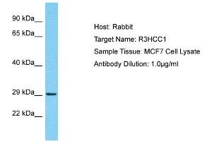 Host: Rabbit Target Name: R3HCC1 Sample Type: MCF7 Whole Cell lysates Antibody Dilution: 1. (R3HCC1 Antikörper  (C-Term))