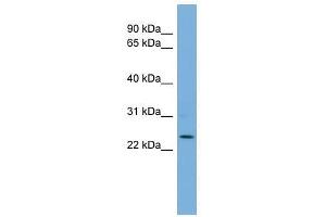 THAP6 antibody used at 0. (THAP6 Antikörper  (Middle Region))