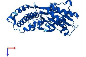 OSGEP Protein (AA 1-335) (His tag)