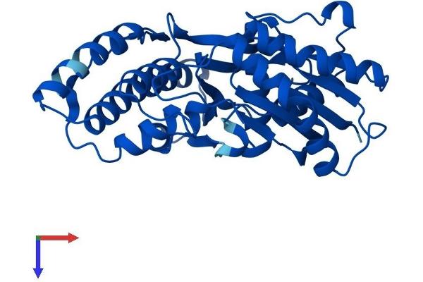 OSGEP Protein (AA 1-335) (His tag)