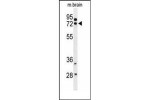 Western blot analysis of HSPA12A Antibody (Center) in mouse brain tissue lysates (35ug/lane). (HSPA12A Antikörper  (Middle Region))