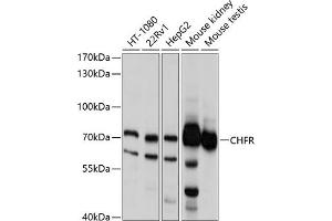 Western blot analysis of extracts of various cell lines, using CHFR antibody (ABIN6133244, ABIN6138525, ABIN6138526 and ABIN6214702) at 1:1000 dilution. (CHFR Antikörper  (AA 1-290))