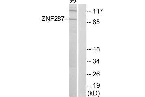Western Blotting (WB) image for anti-Zinc Finger Protein 287 (ZNF287) (Internal Region) antibody (ABIN1849990) (ZNF287 Antikörper  (Internal Region))
