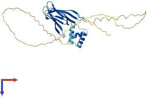 NPM1 Protein (AA 1-294) (His tag)