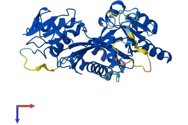 TTL Protein (AA 1-377) (His tag)